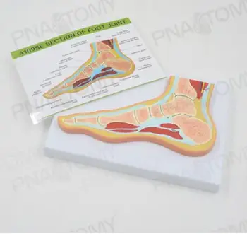 Анатомическая структура участка стопы/кисти/колена/лодыжки/локтевого сустава МРТ Анатомическая модель мышц сустава Ортопедия