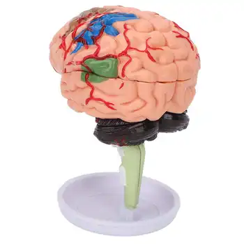 Анатомическая модель мозга 4D Анатомическая модель мозга Развитие пространственного воображения для анатомических исследований